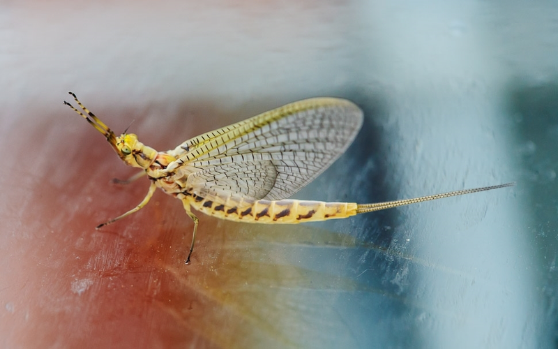 Illustration for article titled Shooting Challenge: Bugs 4